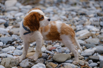 Blenheim Cavalier King Charles spaniel puppy at the river