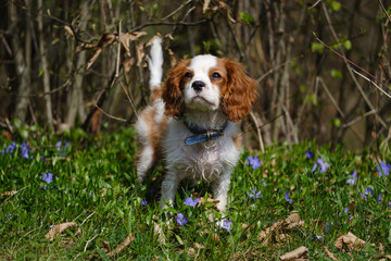 Blenheim Cavalier King Charles spaniel puppy in the grassk
