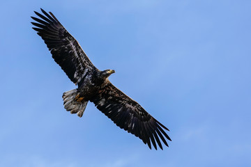 Juvenile Bald Eagle Flight