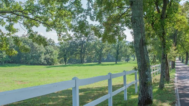 We can see beautifu green trees behind a white fence. Tree-lined road. Stud farm Lipica.