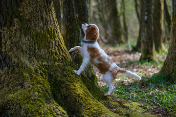 Blenheim Cavalier King Charles spaniel puppy on the tree trunk