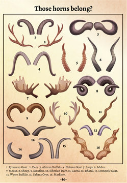 Horns Educational Retro Poster 