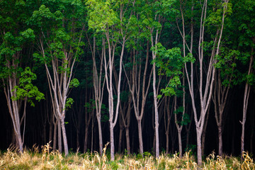 Rubber Farm in Thailand