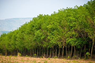 Obraz premium Rubber Farm in Thailand