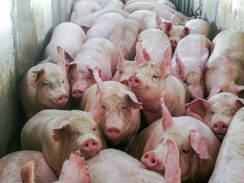 Pigs in slaughter house