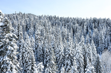 Snow-covered pine trees in the mountains
