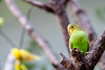 Lovely parrots and friends