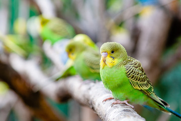 Lovely parrots and friends