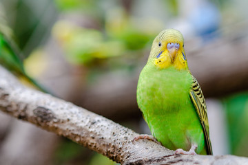 Lovely parrots and friends