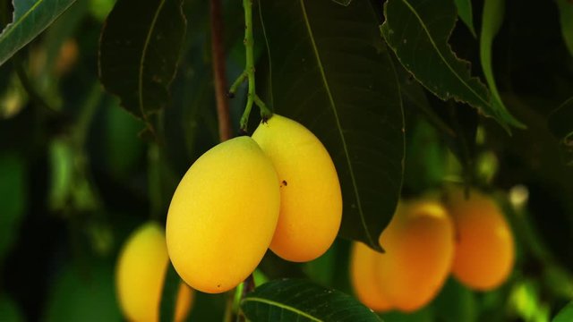 Marian plum swaying in the wind on a tree