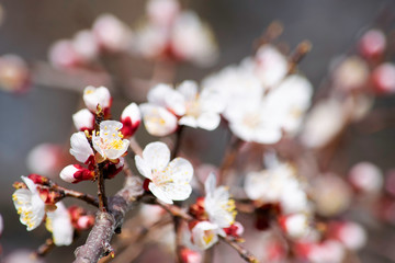 blooming apricot branches in a garden in spring