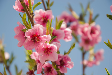 Obraz premium Close up macro photo of tiny pink flowers, blossoms, branches of a tree in spring season, beautiful springtime, blue sky background, tiny green leaves