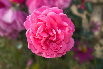 close up of beautiful plnk rose flower with blurred background.