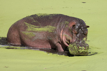 Flußpferd - Hippopotamus