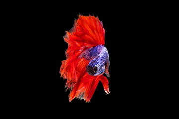 Fensteraufkleber Der bewegende Moment schön orangefarbener siamesischer Betta-Fische oder Betta-Splendens-Kampffische in Thailand auf schwarzem Hintergrund. Thailand nannte Pla-kad oder beißender Fisch. © Soonthorn
