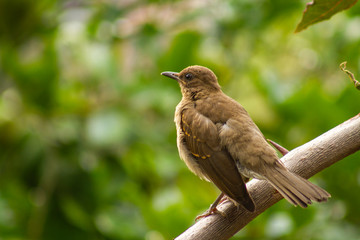 bird on branch