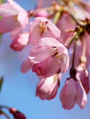 Naklejka na ściany i meble Sakura tree in spring blossom