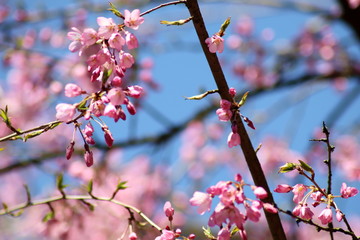 Sakura tree in spring blossom