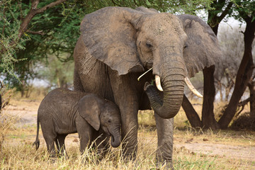 Afrikanische Elefanten