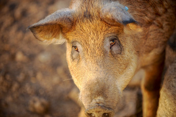 Fototapeta premium Domestic pigs of Hungarian breed Mangalitsa. Hybrid boars grazing outdoors in dirty farm field. pigs. Concept of growing organic food. Pig breeding.