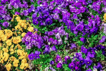 floral background color pattern flower