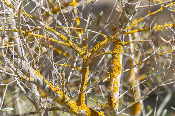 Vegetación de ribera - Rio Ebro - Flix - Tarragona