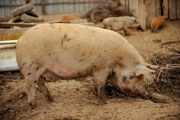 Domestic pigs of Hungarian breed Mangalitsa. Hybrid boars grazing outdoors in dirty farm field. pigs. Concept of growing organic food. Pig breeding.