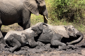 Elefanten im Schlamm