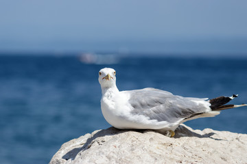 Seagull  facing the camera at the seaside in Slovenia