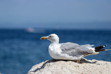 Fototapeta na wymiar Seagull posing at the seaside in Slovenia