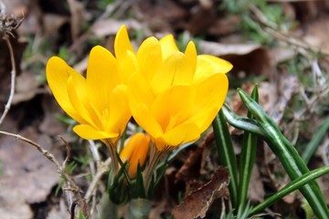 yellow crocus flower
