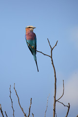 Gabelracke / Lilacbreasted Roller / Coracias caudata