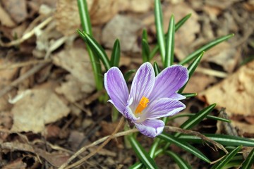 crocus