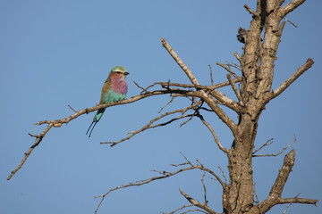 Gabelracke / Lilacbreasted Roller / Coracias caudata