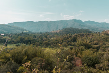 beautiful landscape of colombian mountains with bamboo plants and cane in the background