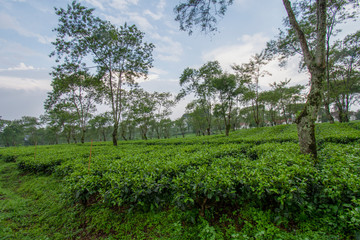 Tea Leaf Plantation