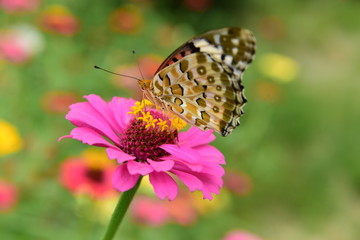 Chinese Tibet Gesang flower