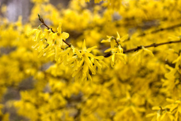 Spring concept, branches of blossoming forsythia against the sky.