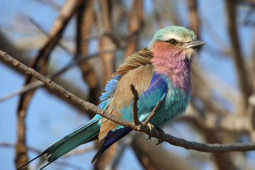 Gabelracke / Lilacbreasted Roller / Coracias caudata