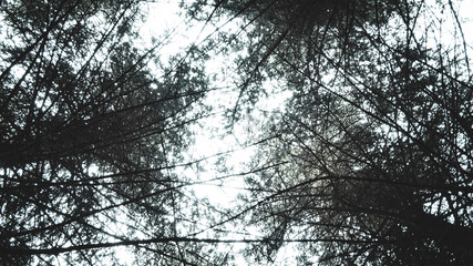 Forest top © Emmanuel