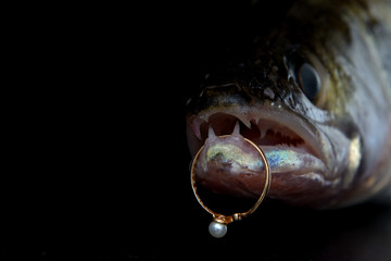 pike perch head close up over black background. In the teeth of a fish is a gold ring with a stone. Concept - betrothal