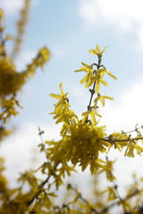 Spring concept, branches of blossoming forsythia against the sky.