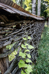 Young tree growing next to old wooden fence