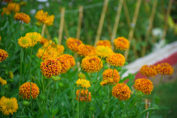 yellow flowers on green background, Indian flower 