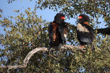 Gaukler / Bateleur / Terathopius ecaudatus