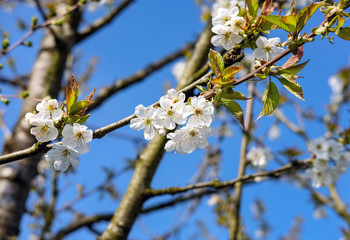 Junge Apfelbl&uuml;te k&uuml;ndigt den Fr&uuml;hling an &ndash; selektive Sch&auml;rfe