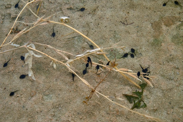 Green toad (Bufotes viridis) tadpoles