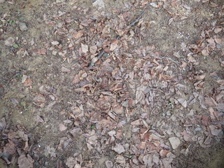 light gray background color - the structure of fallen leaves on the ground