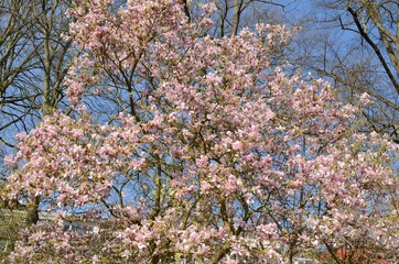 Pink blossoms on tree