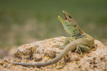 Lagarto ocelado